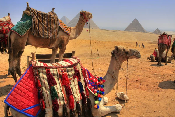 Giza-Pyramiden Stockbild