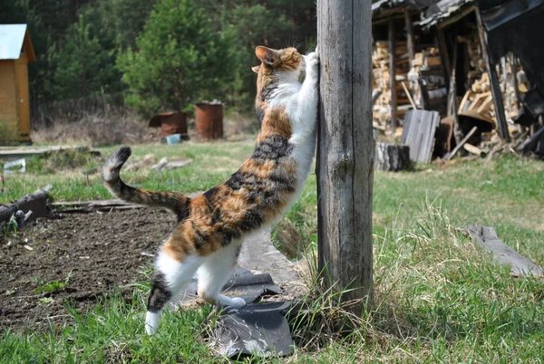 Katze schärft ihre Krallen — Stockfoto