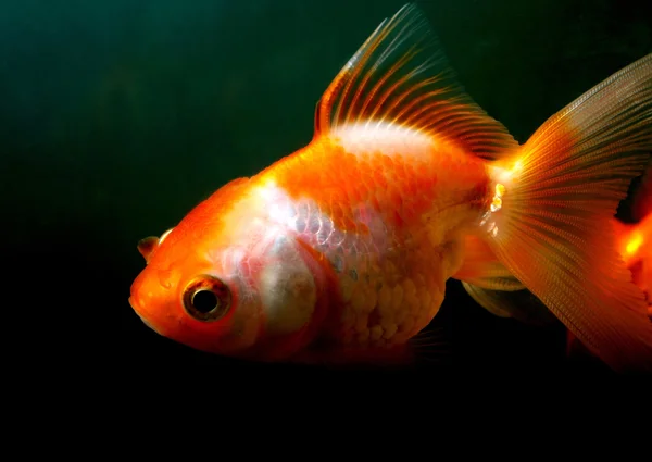 Male Goldfish — Stock Photo, Image