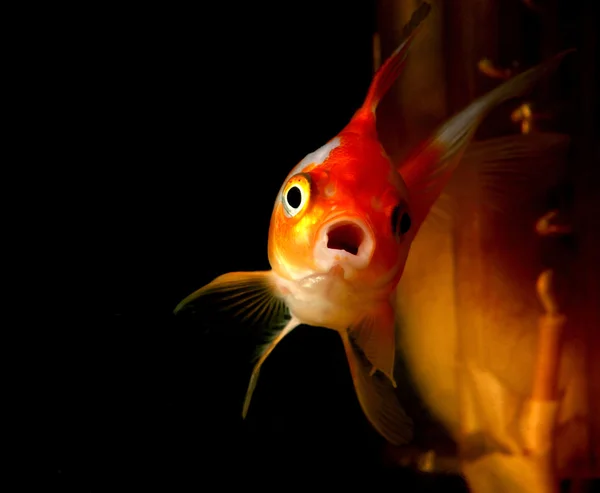 Zlatá ryba Stock Obrázky