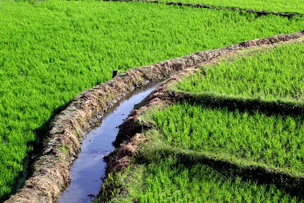 Campo de arroz com irrigação Fotos De Bancos De Imagens Sem Royalties