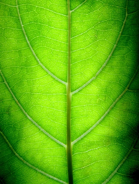 Stora gröna blad — Stockfoto