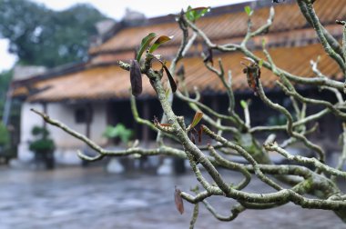 Temple and Tree Branch, Vietnam clipart