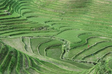 pirinç terasları, guilin, Çin