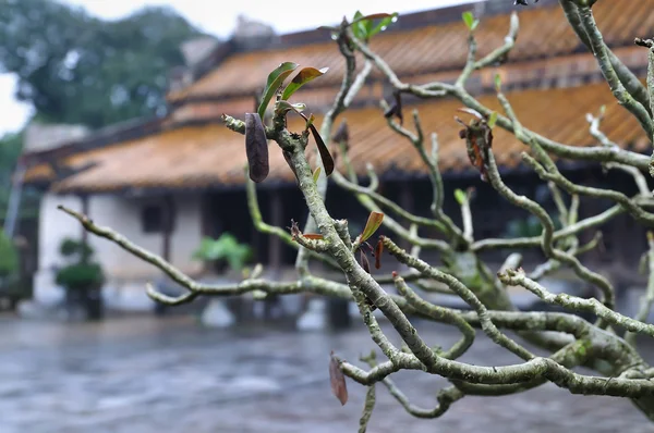 Temple and Tree Branch, Vietnam — Stockfoto