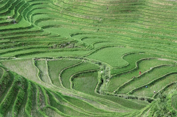 stock image Rice Terraces, Guilin, China