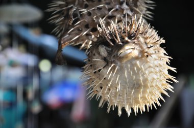 Souvenir Puffer Fish Hanging at a Stall clipart