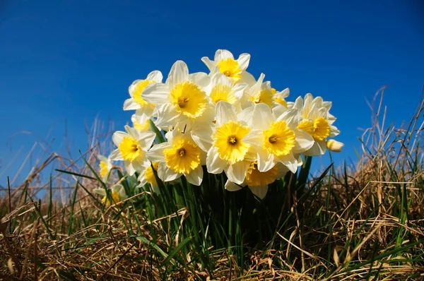Daffodils na grama contra o céu azul — Fotografia de Stock