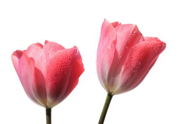 Two Spring tulip flowers clipart