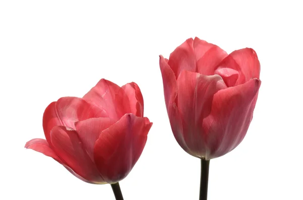 Два розовых тюльпана — стоковое фото