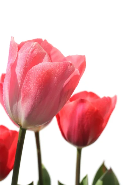 Several Spring tulip flowers — Stock Photo, Image