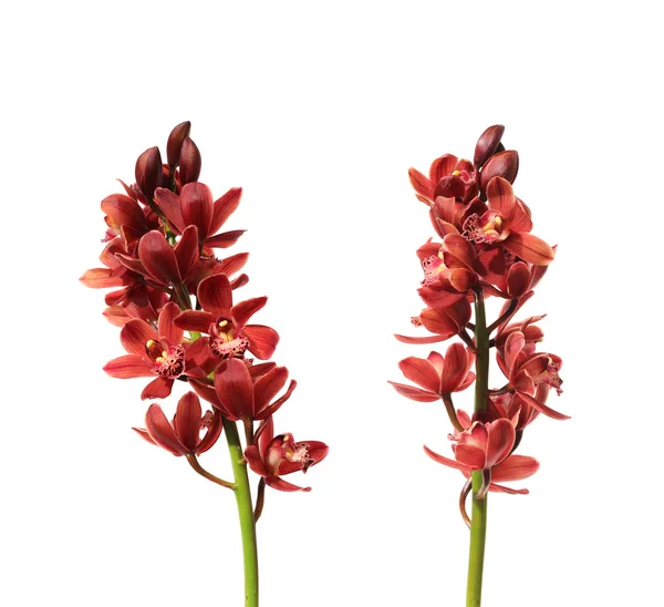 Две красные орхидеи Стоковое Фото