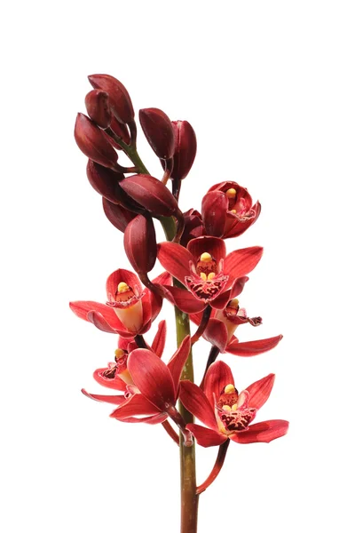 Красная орхидея Лицензионные Стоковые Изображения