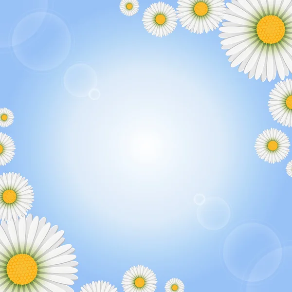 Marguerite flowers on light background — Stock Vector
