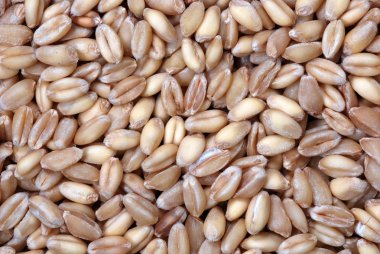 Wheat Berries clipart