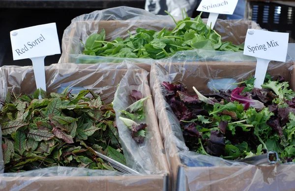 Salat auf Bauernmarkt — Stockfoto