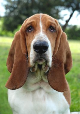 Basset Hound clipart