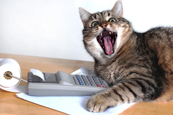 Kočka u kalkulačka — Stock fotografie