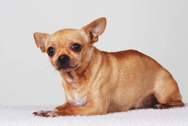 Ijedt Chihuahua kutya Stock Kép
