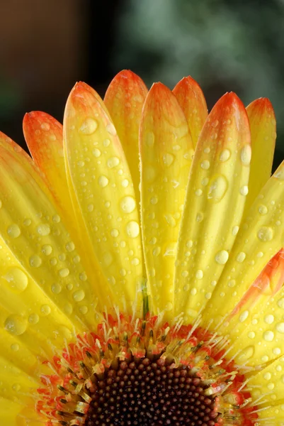 Gerber daisy, närbild — Stockfoto