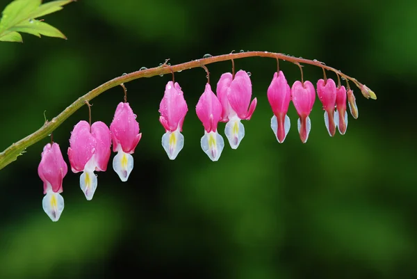 stock image Bleeding Heart close up