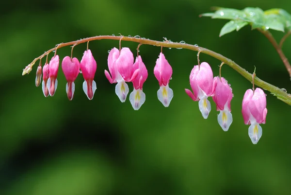 stock image Bleeding Heart close up