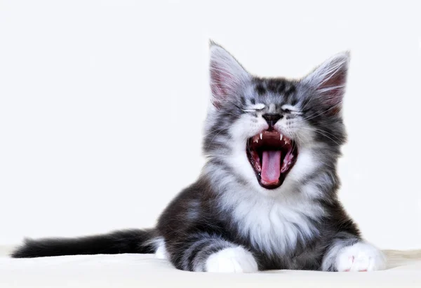 Maine Coon Kitten — Stock Photo, Image