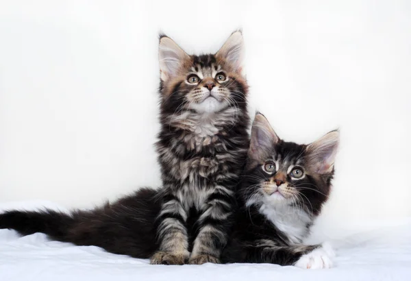 Maine Coon Kittens Royalty Free Stock Images