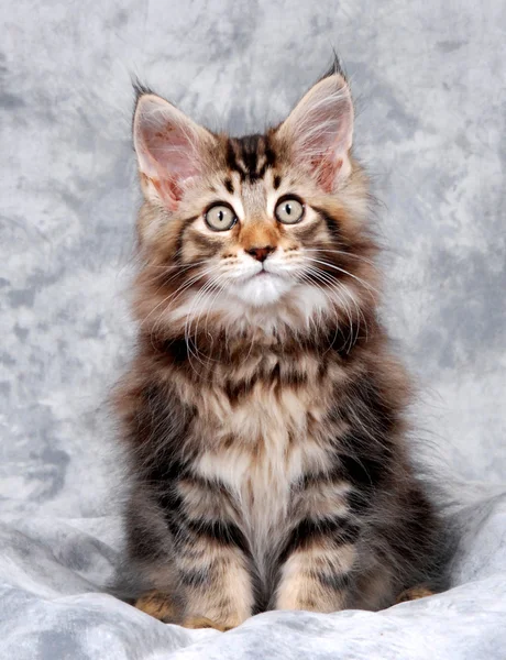 Maine Coon Kitten Stock Image