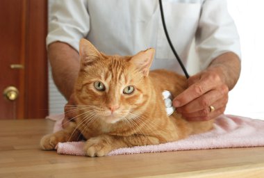 Cat at the vet clipart