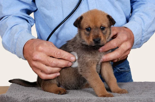 Puppy at vet — Stock Photo, Image