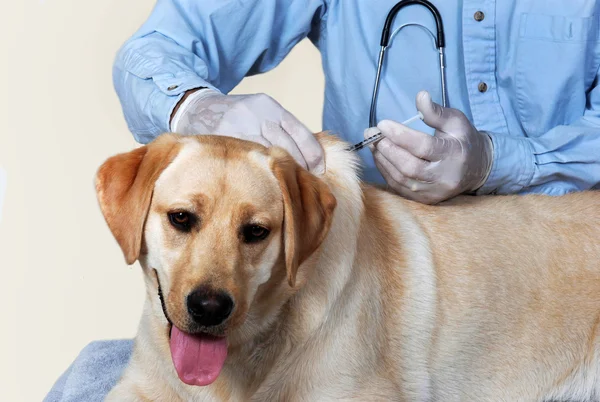 Dog getting vaccination Stock Photo