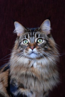 Maine Coon