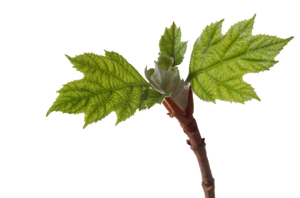 stock image Hydrangea leaves