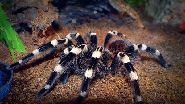 Fotografie z velkého pavouka — Stock fotografie