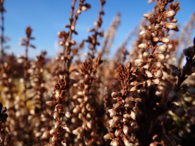 Calluna vulgaris, çiçek tomurcukları - heather