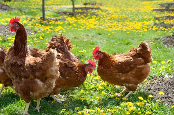 Poultry in field — Stock Photo, Image