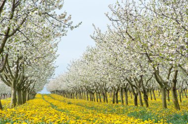 çiçek açması elma bahçesi