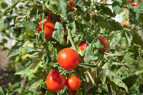 增长番茄 — 图库照片