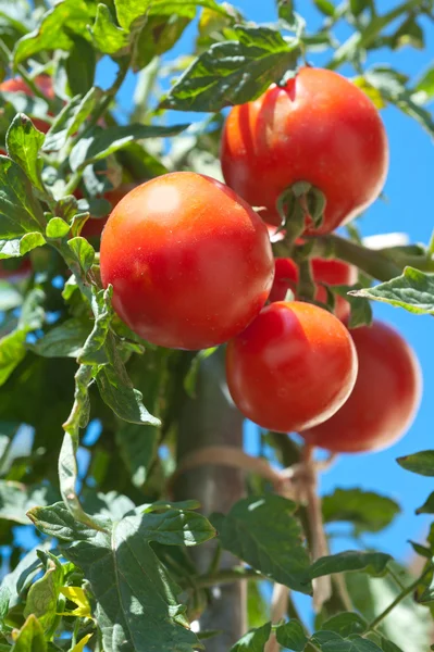 Růst rajče — Stock fotografie