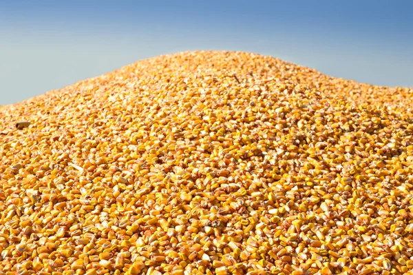 Grote stapel van maïs — Stockfoto