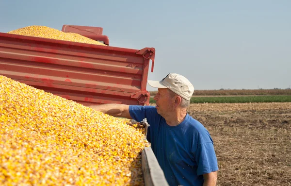 収穫の時の農家 — ストック写真