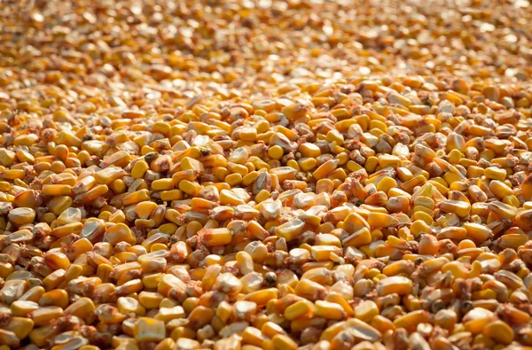 Кукурузная кукуруза — стоковое фото