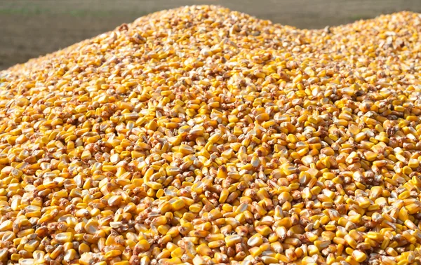 Паля кукурудзи — стокове фото