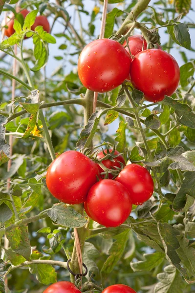 Cultivo de tomates — Foto de Stock