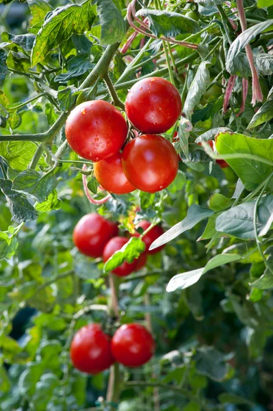 Rostoucí zralá rajčata — Stock fotografie