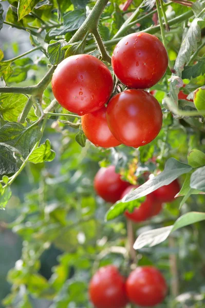 Cultivo de tomates — Fotografia de Stock
