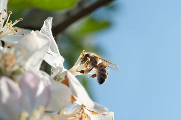 Biene auf Apfelblüte — Stockfoto