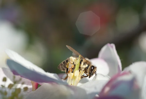 Bee op apple blossom — Stockfoto