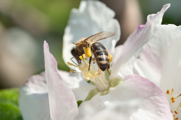Un'ape operaia su un fiore — Foto Stock